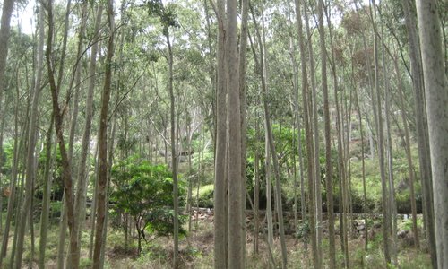 Jungle