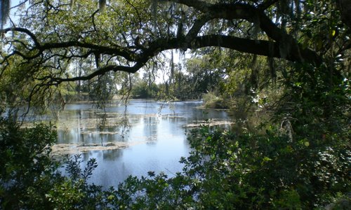 pond view through the trees