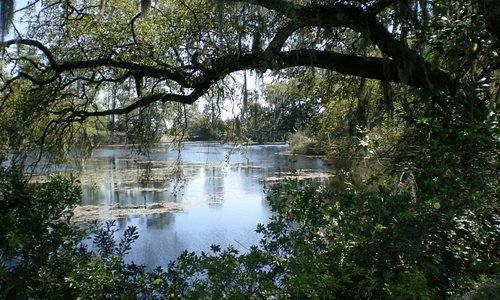 pond view through the trees