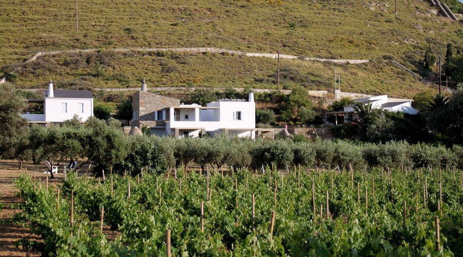 RTF vineyard