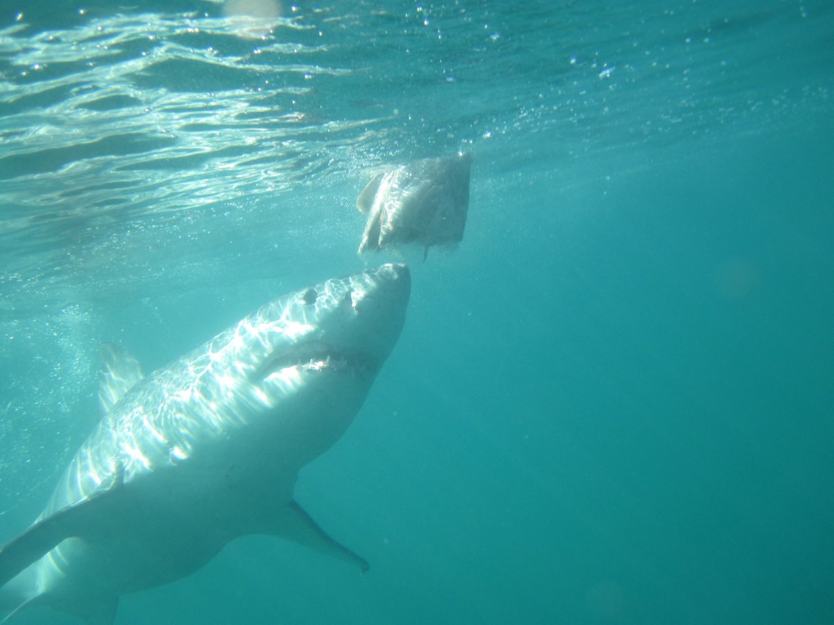 Great White Shark - Cage Diving, Кейптаун: лучшие советы перед посещением -  Tripadvisor