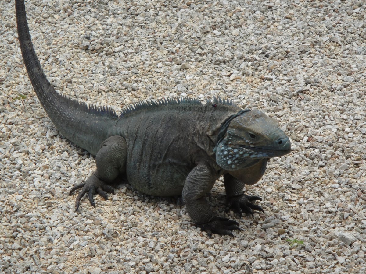 Blue Iguana Conservation Tour, North Side: лучшие советы перед посещением -  Tripadvisor