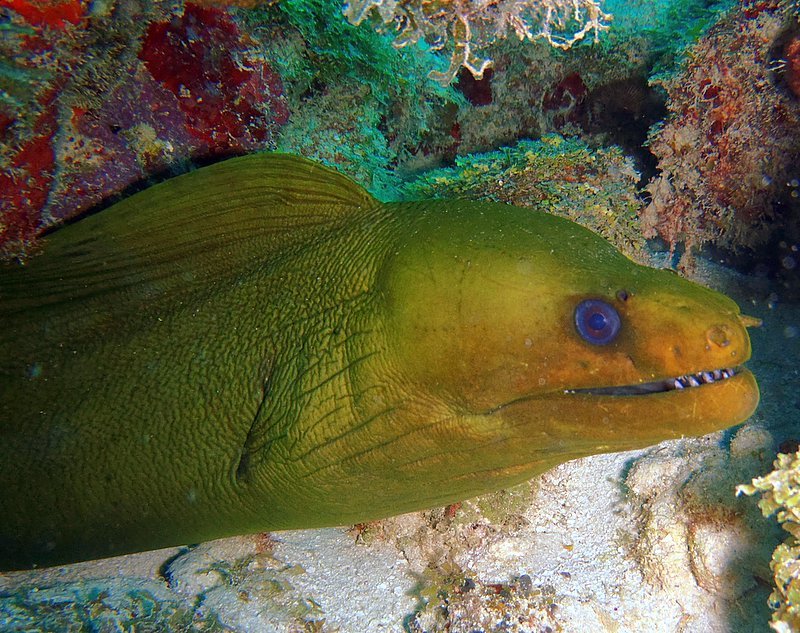 Key Dives (Islamorada) - All You Need to Know BEFORE You Go