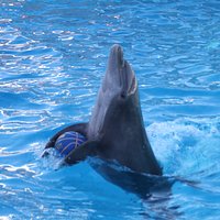 delfinario3