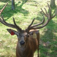 Close up of deer!