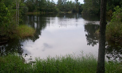 Look an Alligator-Sand Lake