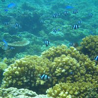 Under water world at Palolo Deep Marine Reserve