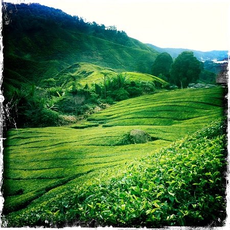 cameron highlands day tour from tanah rata