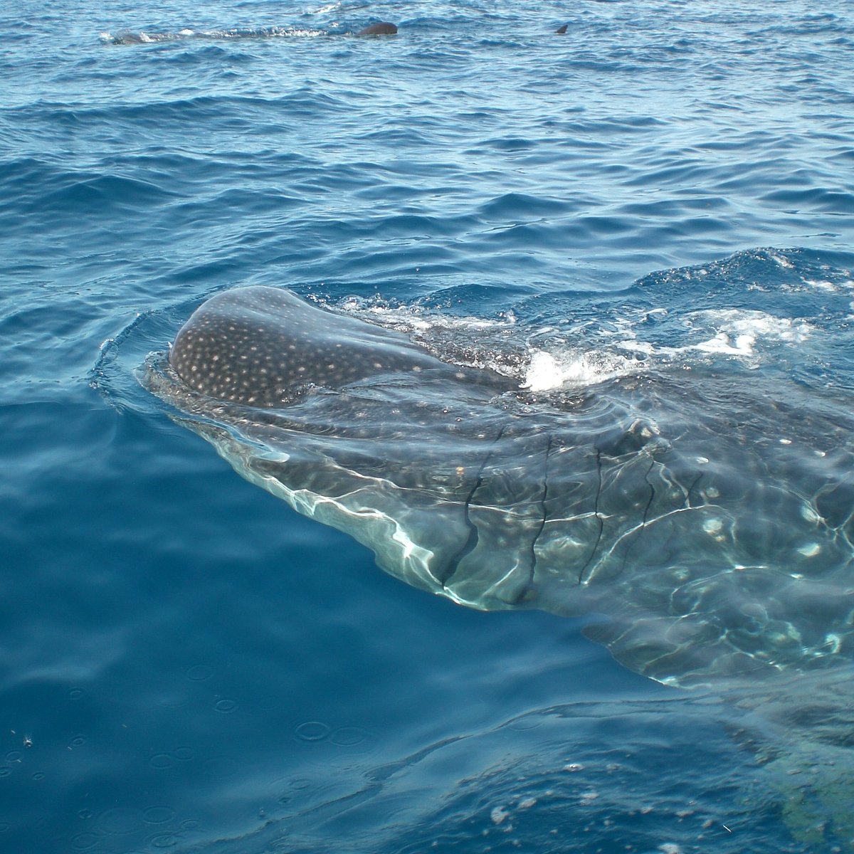 whale shark tour cancun reviews