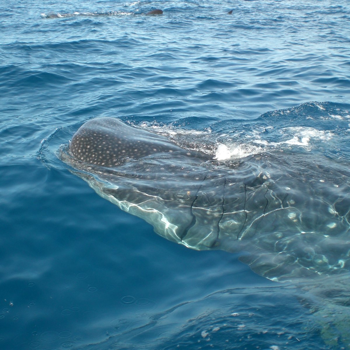 cancun whale watching