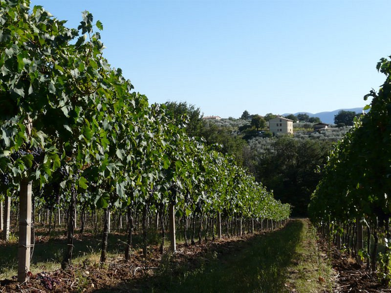 Bottiglia 0,75 L Olio Extra Vergine di Oliva – Azienda Agricola Montioni