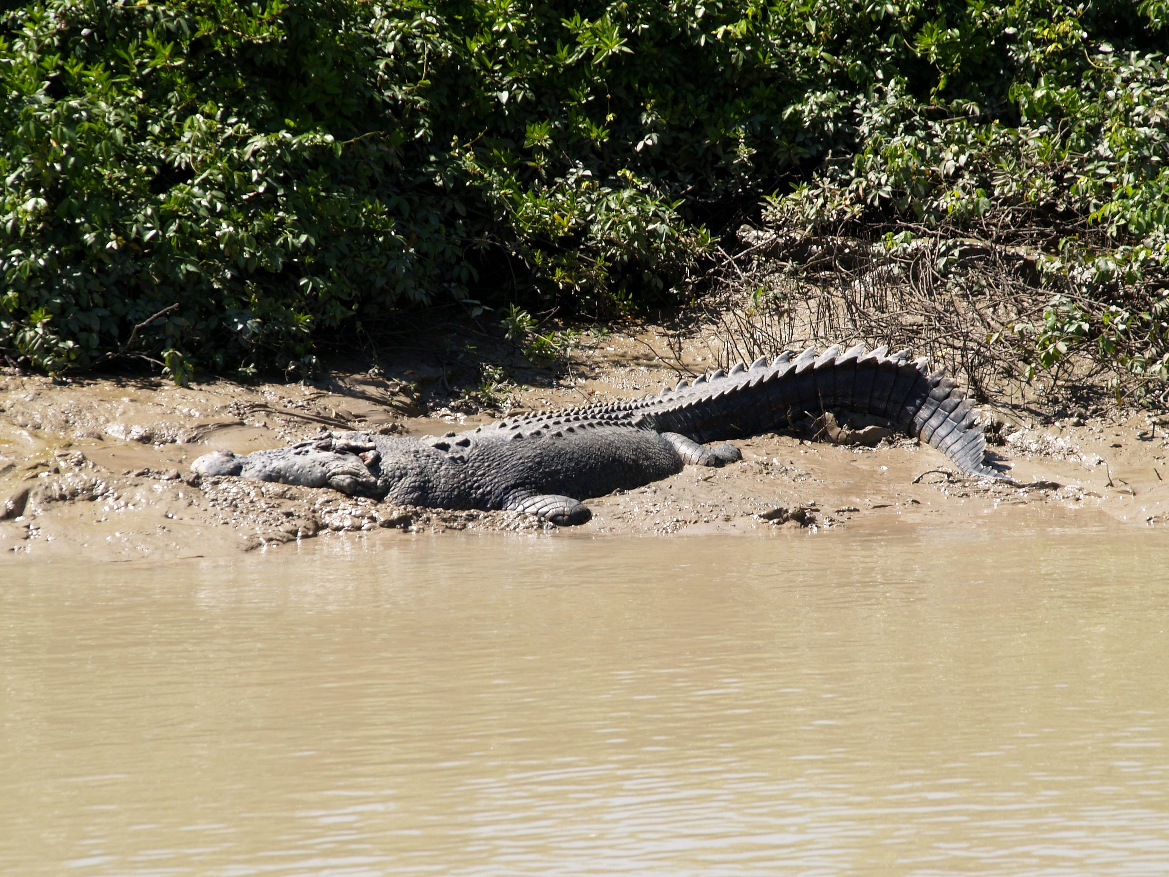 best crocodile cruise darwin