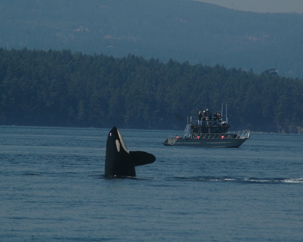 THE 10 BEST San Juan Islands Dolphin & Whale Watching Tours