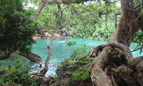 Large old trees surround the swimming hole