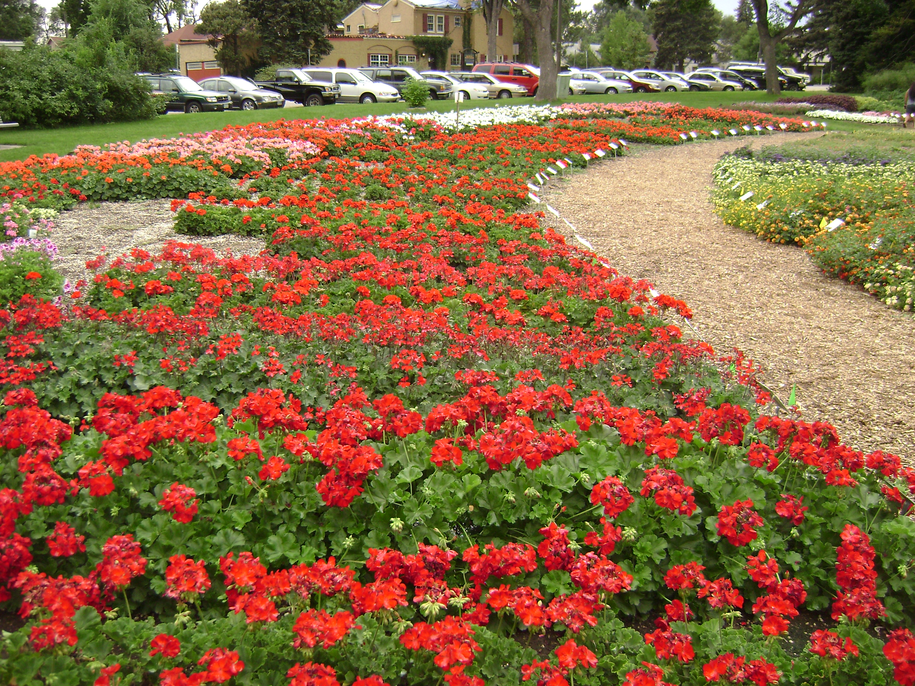 Annual Flower Trial Garden Fort Collins 2022 Ce Qu Il Faut Savoir   Fantastic Colors 