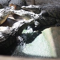 alligators