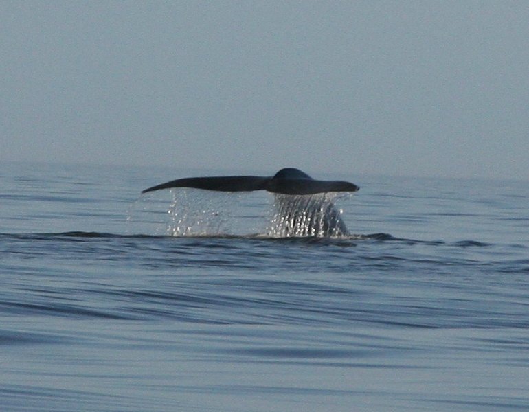 whale watching tours depoe bay oregon