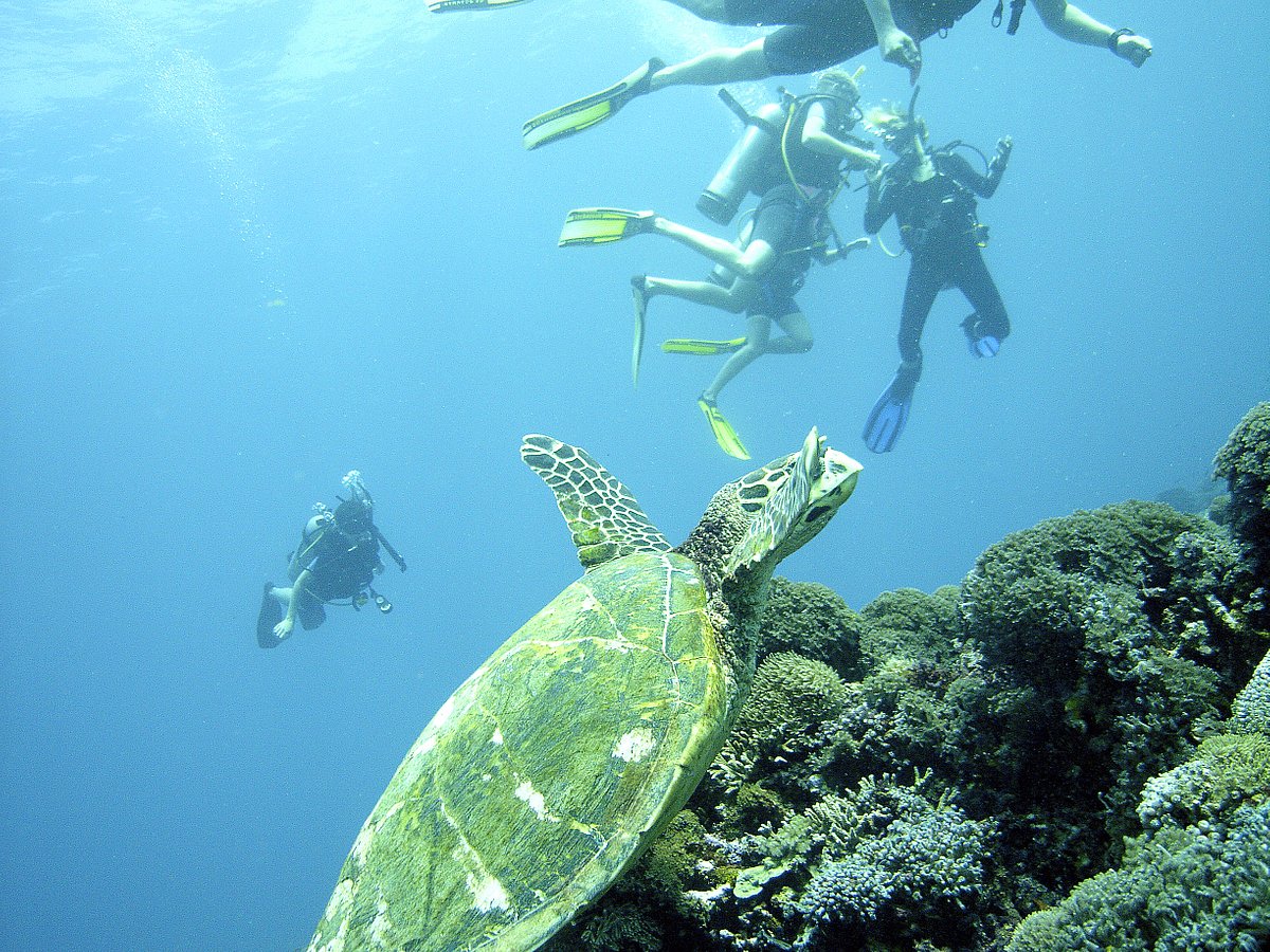 Blue Marlin Dive Gili Trawangan, Остров Гили-Траванган: лучшие советы перед  посещением - Tripadvisor