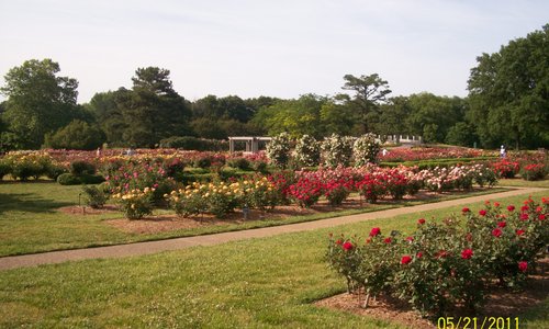 Roses everywhere!