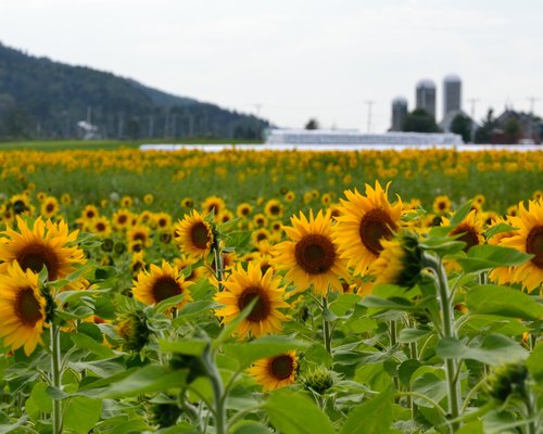 The 5 Best Things To Do In Le Bic Updated 22 Must See Attractions In Le Bic Qc Tripadvisor