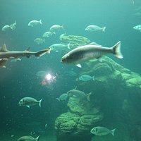 acquario