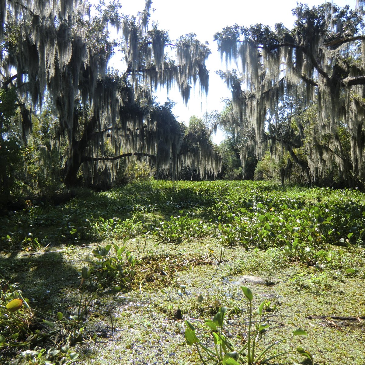 Airboat Tours (Des Allemands) - All You Need to Know BEFORE You Go