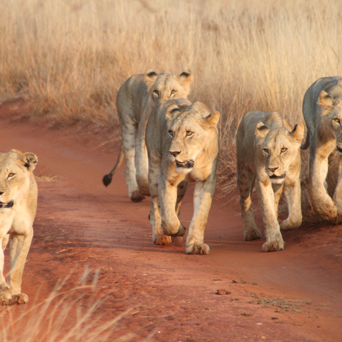 glorious safaris kenya