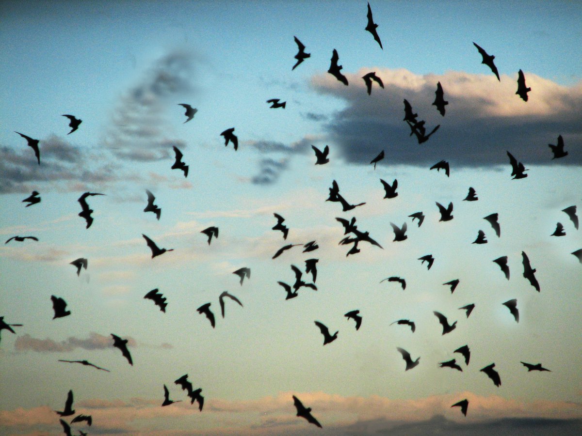 Bat Flight Program in Carlsbad Caverns National Park - All You Need to ...