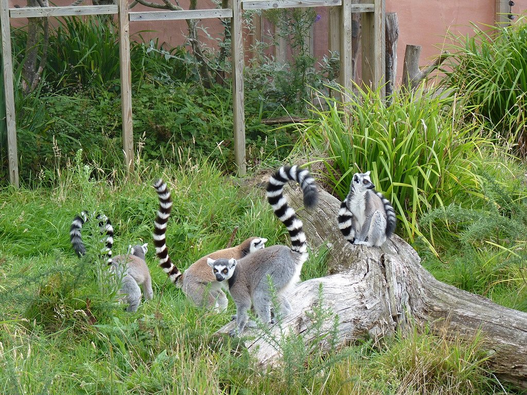 Jersey Zoo: A Visitor's Guide, Jersey's Wildlife