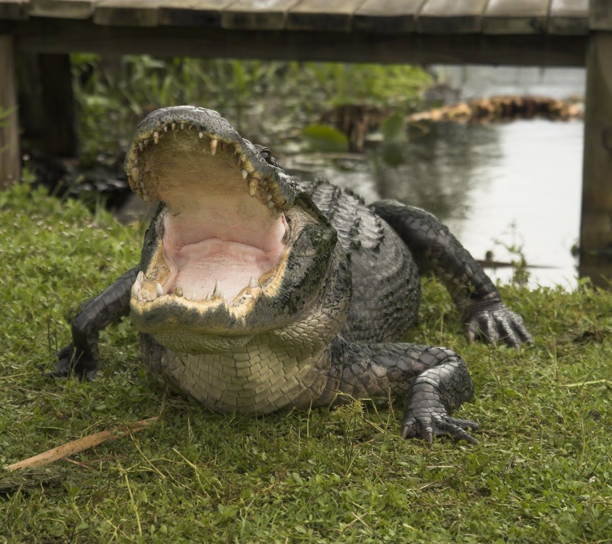 Buffalo Tiger S Airboat Tours Miami All You Need To Know Before You Go