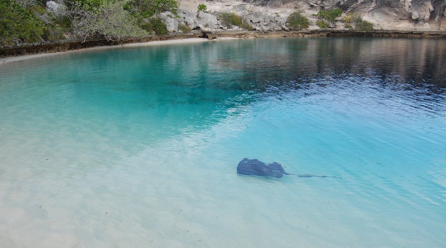 Stingray at the Blue Hole