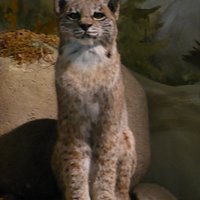 Foto und Diarama zum Thema Luchsauswilderung im Haus der Natur Bad Harzbrug