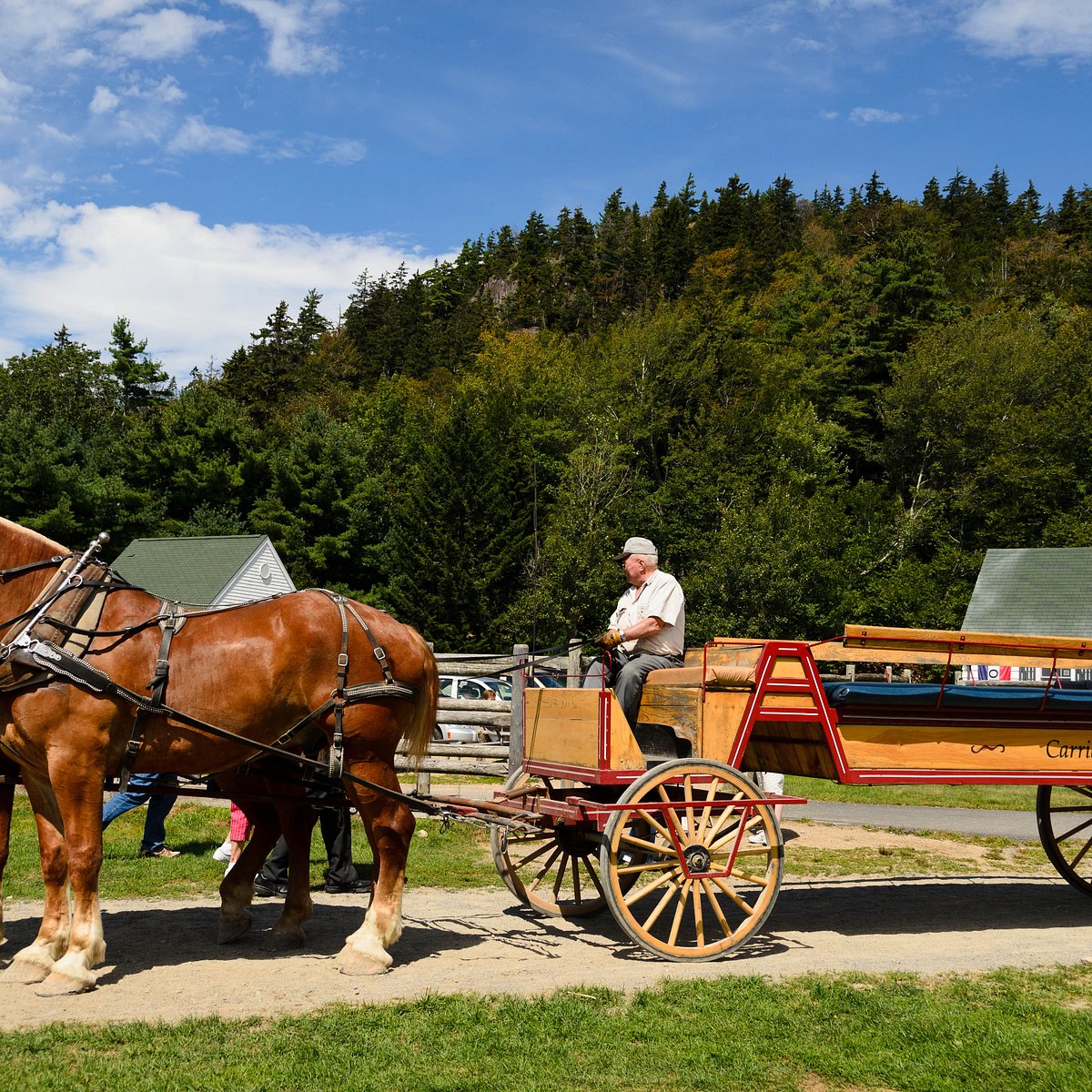 Carriages of Acadia - Home page for horse carriage rides at Acadia