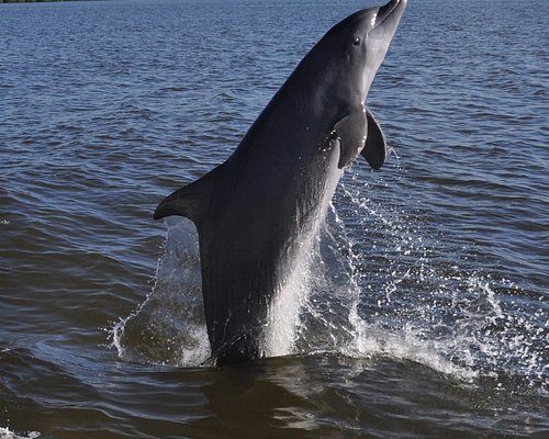 THE 10 BEST Fort Myers Beach Whale Watching & Dolphin Tours