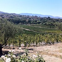 cougar vineyard