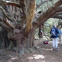 Majestic Yew