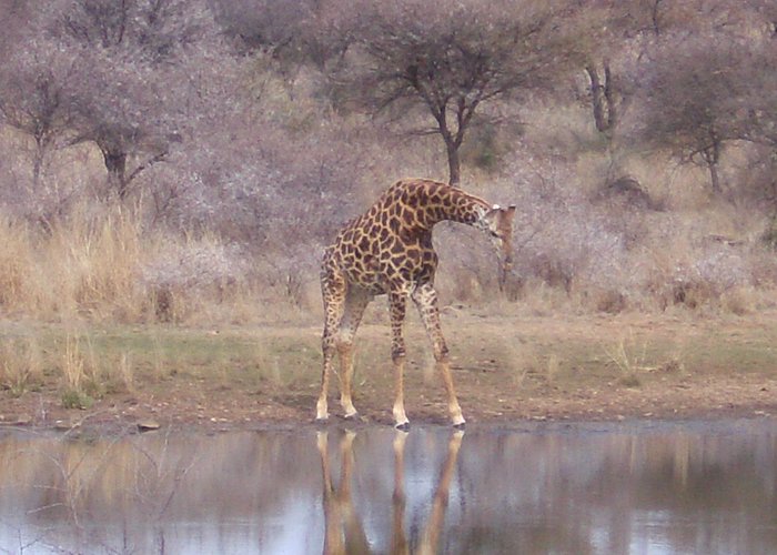 Giraffe at chalets