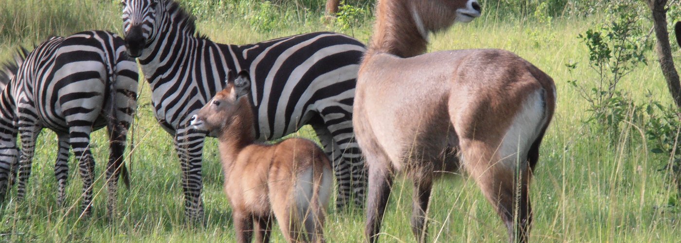 Wildlife im Lake Mburo NP