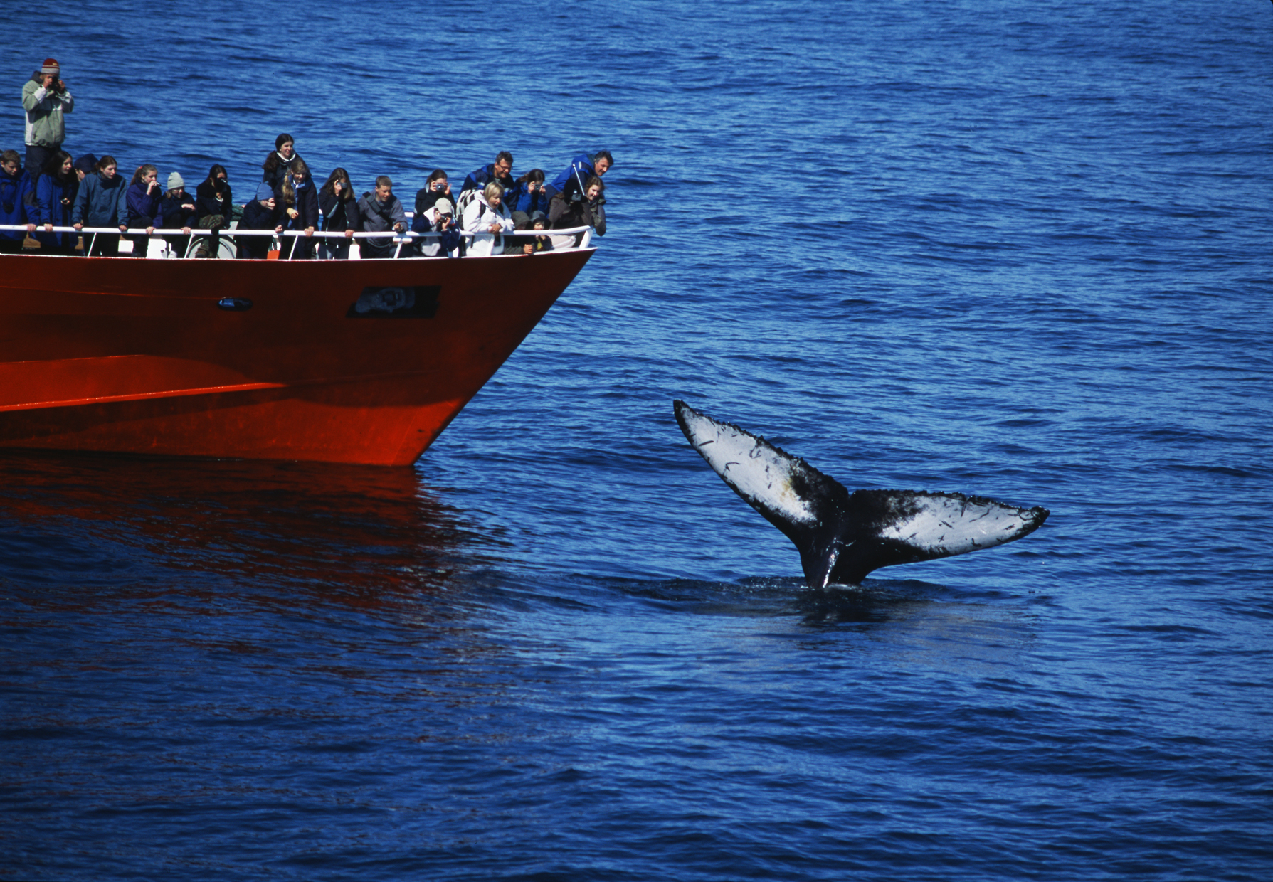 Elding Whale Watching - All You Need to Know BEFORE You Go (with