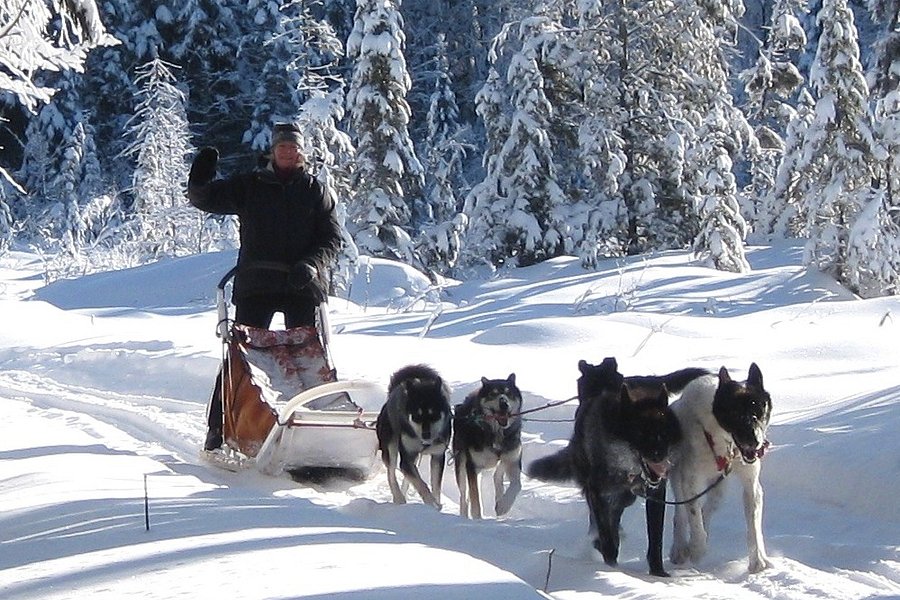 White Wilderness Sled Dog Adventures image