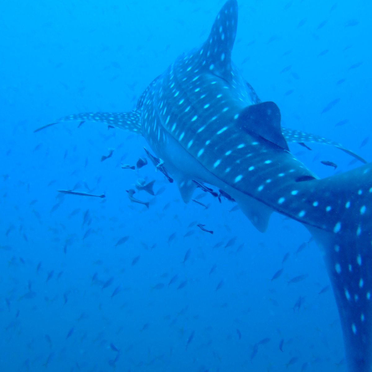 Golden Divers (Koh Tao) - All You Need to Know BEFORE You Go