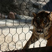 Tiger the girl was petting