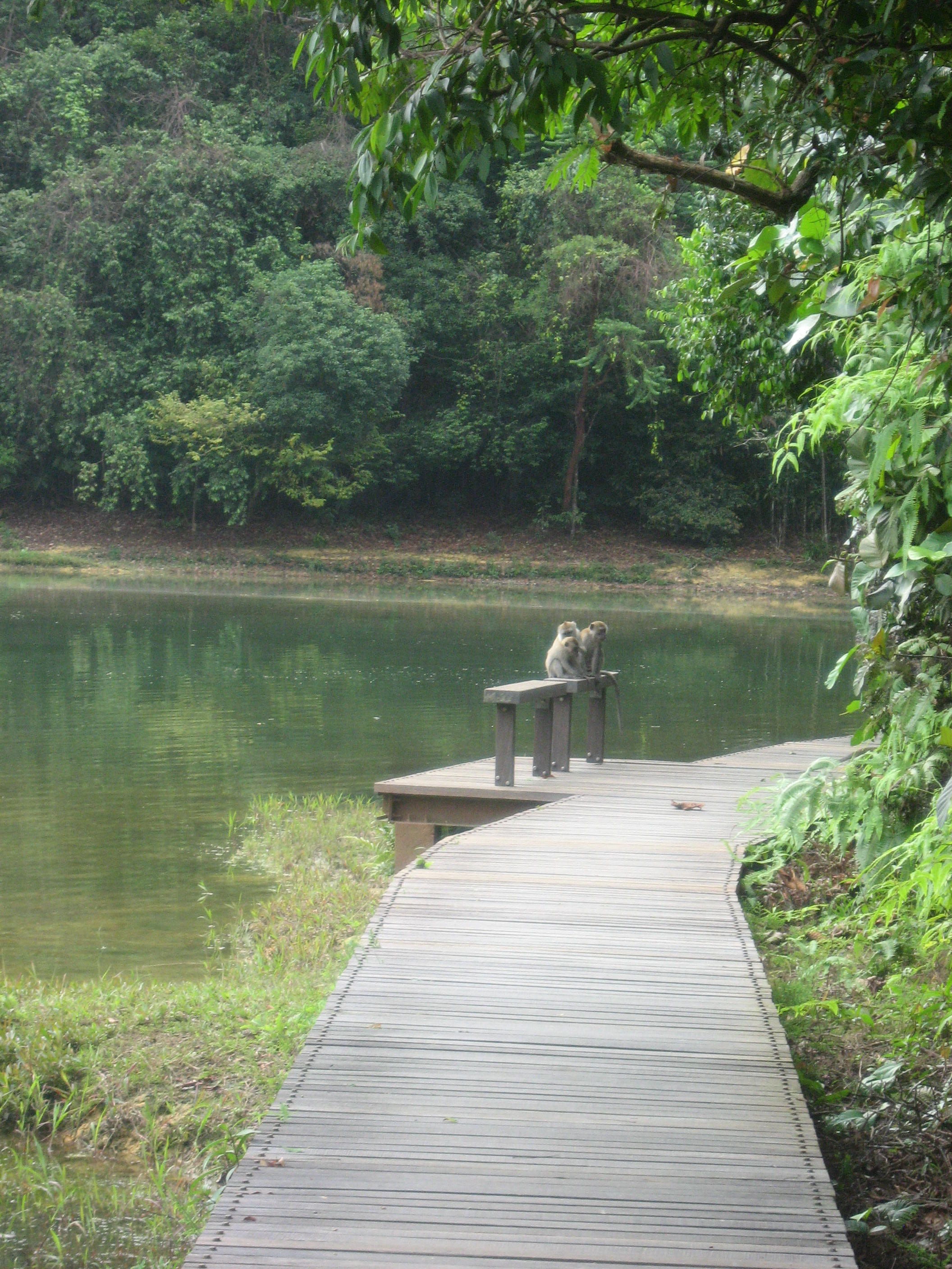 MacRitchie Reservoir (Singapore) - 2021 All You Need To Know Before You ...