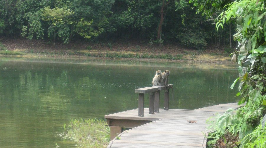 Les "fameux" singes
