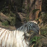 A white tiger walking around in its enclose