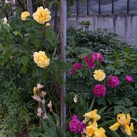 fiori