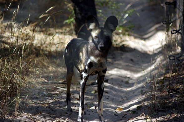 Painted Dog Conservation image