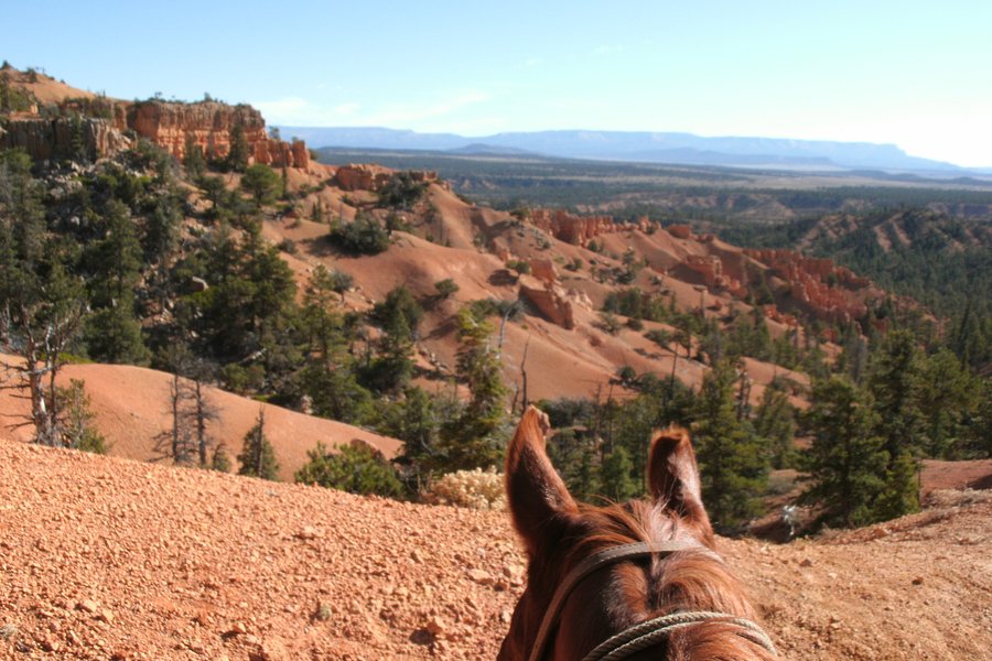 ruby's horseback adventures tours