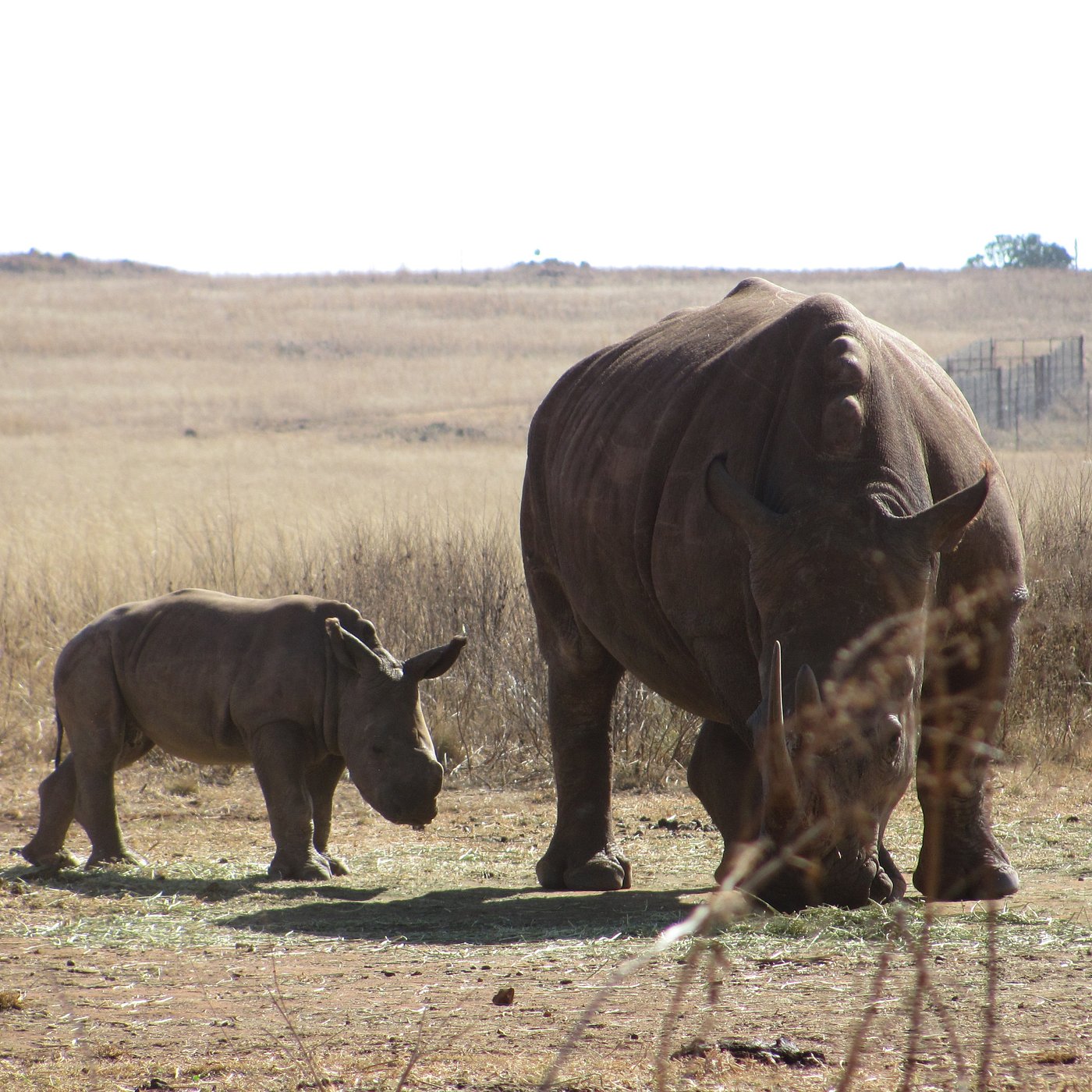 Krugersdorp (Южная Африка) 2024: все самое лучшее для туристов - Tripadvisor