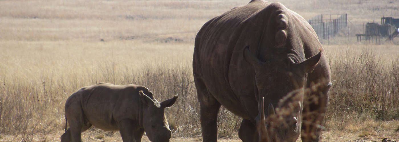 Mother and baby rhino